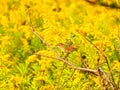 Common Yellowthroat Warbler Bird Perched on a Branch Near Goldenrod Wildflowers