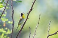 Common Yellowthroat Warbler Chirps Loudly Royalty Free Stock Photo