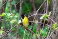 Common Yellowthroat Warbler Perched on a Branch Royalty Free Stock Photo