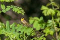 Common Yellowthroat Warbler Perched on a Branch Royalty Free Stock Photo