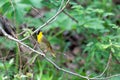 Common Yellowthroat Warbler Sings a Song Royalty Free Stock Photo