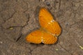 Common Yeoman Butterfly at Garo Hills,Meghalaya,India