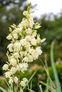 Common yucca yucca filamentosa flowers