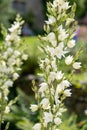 Common yucca yucca filamentosa flowers