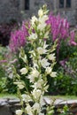 Common yucca yucca filamentosa flowers