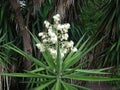 Common yucca - Flowers