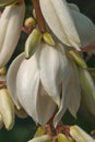 Common yucca flowers