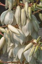 Common yucca flowers