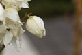 Common yucca, Yucca filamentosa