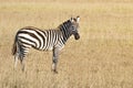 Common zebra Royalty Free Stock Photo