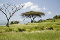 Common Zebra and Acacia tree and green grass of Lewa Conservancy with Mnt. Kenya in background, North Kenya, Africa