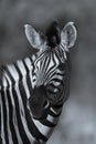 Common Zebra, Africa