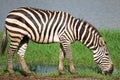 Common Zebra Royalty Free Stock Photo