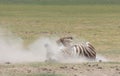 common zebra covering itself in dust by rolling on its back in the wild plains of amboseli national park, kenya
