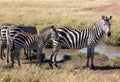 Common zebra, Equus quagga, family standing next to watering hole in African landscape Royalty Free Stock Photo