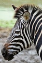 Common Zebra Royalty Free Stock Photo