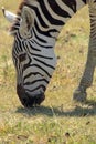 Common zebra grazing