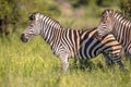 Common Zebra on green savanna Royalty Free Stock Photo