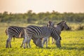 Common Zebra herd grazing on savanna Royalty Free Stock Photo