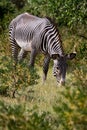 Common zebra in Kenya with beautiful black stripes