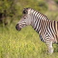 Common Zebra portrait Royalty Free Stock Photo