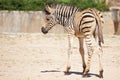 Common Zebra, science names Equus burchellii, baby stand on sand ground