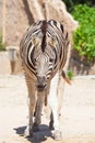 Common Zebra, science names Equus burchellii, stand on sand ground Royalty Free Stock Photo