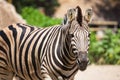 Common Zebra, science names Equus burchellii, stand on sand ground Royalty Free Stock Photo