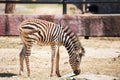 Common Zebra, science names Equus burchellii, stand on sand ground Royalty Free Stock Photo