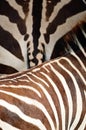 Common Zebra skin