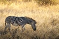 Common Zebra, South, Africa Royalty Free Stock Photo