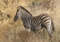 Common Zebra, South, Africa Royalty Free Stock Photo