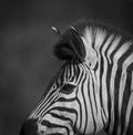 Common Zebra, South, Africa Royalty Free Stock Photo