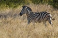 Common Zebra, South, Africa Royalty Free Stock Photo