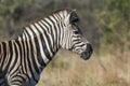 Common Zebra, South, Africa Royalty Free Stock Photo