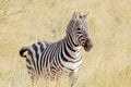 Common zebra standing in savannah Royalty Free Stock Photo