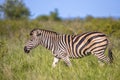 Common Zebra walking on green savanna Royalty Free Stock Photo