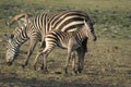 Common Zebras Equus Burchells Punda Milia Royalty Free Stock Photo