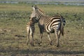 Common Zebras Equus Burchells Punda Milia Royalty Free Stock Photo