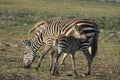 Common Zebras Equus Burchells Punda Milia Royalty Free Stock Photo