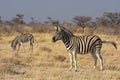 Common zebras Equus quagga