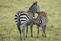 Common Zebras in Masai Mara National Park in Kenya, Africa Royalty Free Stock Photo