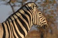 Burchell`s zebra Equus quagga in the Etosha National Park in Namibia