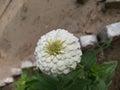 Common zinia flower.