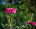 A Photo of A Common Zinnia Royalty Free Stock Photo