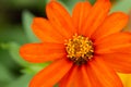 Common zinnia closeup