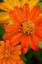 Common zinnia flowers closeup Royalty Free Stock Photo