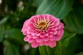 Common zinnia closeup. Pink summer flower in the garden. Royalty Free Stock Photo