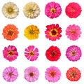 Common zinnia collection on white background