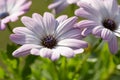 Trailing mauve daisy (Dimorphotheca jucunda Royalty Free Stock Photo